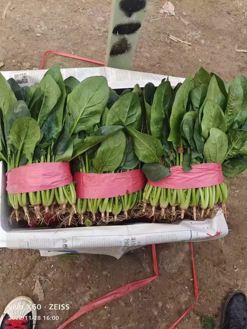 菠菜河北万亩蔬菜基地直发保质保量供货
