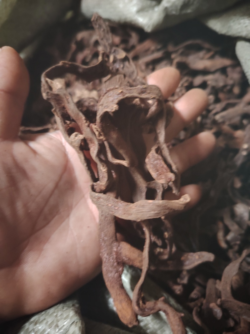 骨碎卜