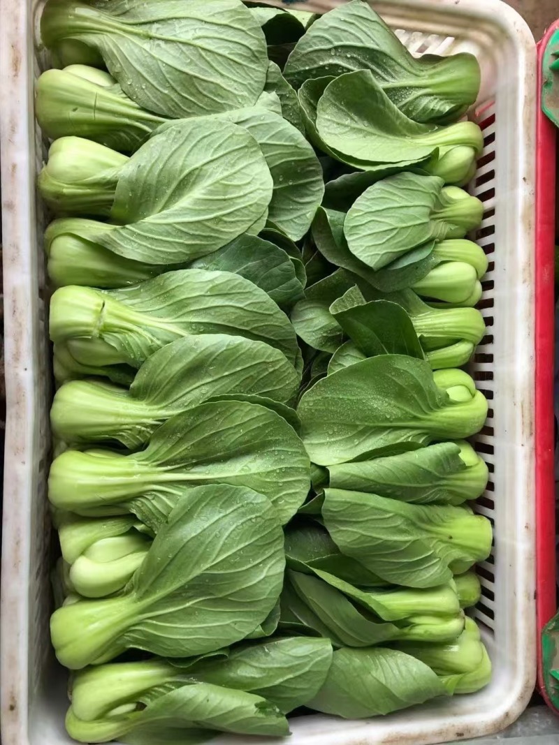 小油菜河北万亩蔬菜基地直发保质保量供货