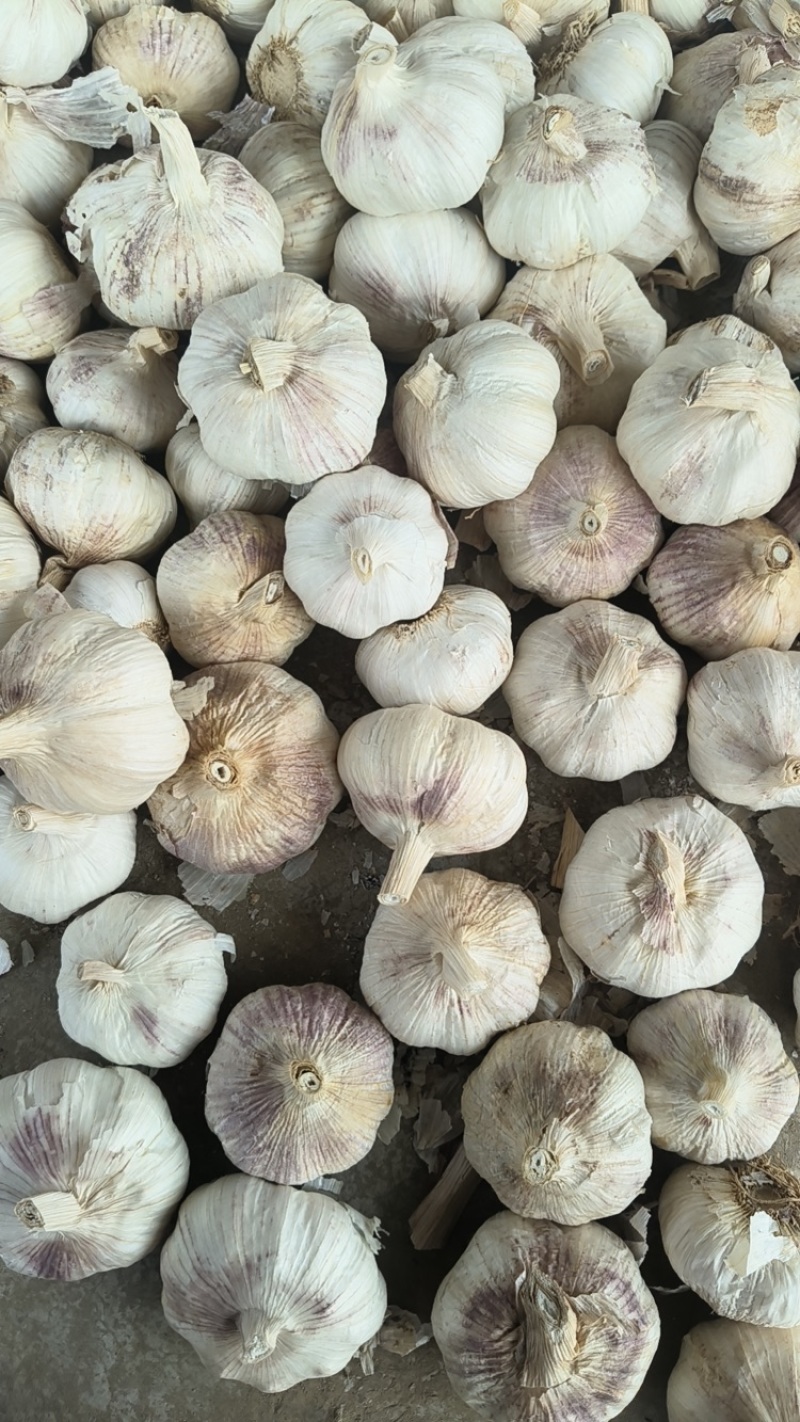 河南精品紫皮大蒜，大量上市，货源充足，量大从优，欢迎咨询
