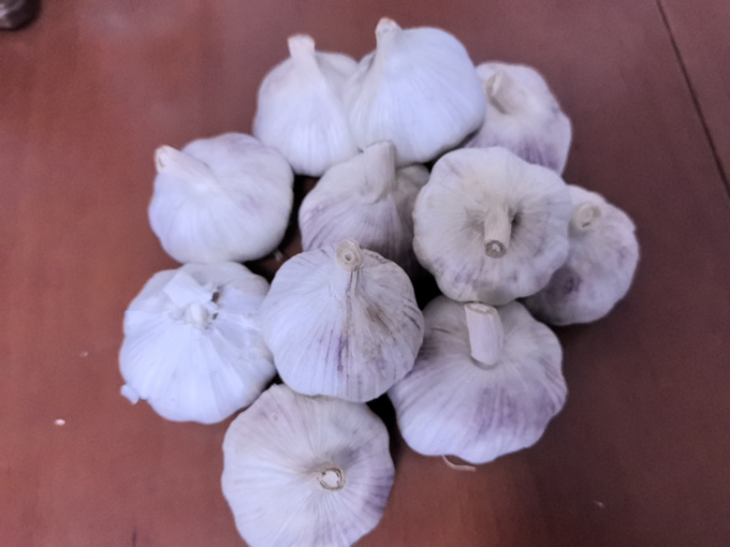 河南精品紫皮大蒜，大量上市，货源充足，量大从优，欢迎咨询