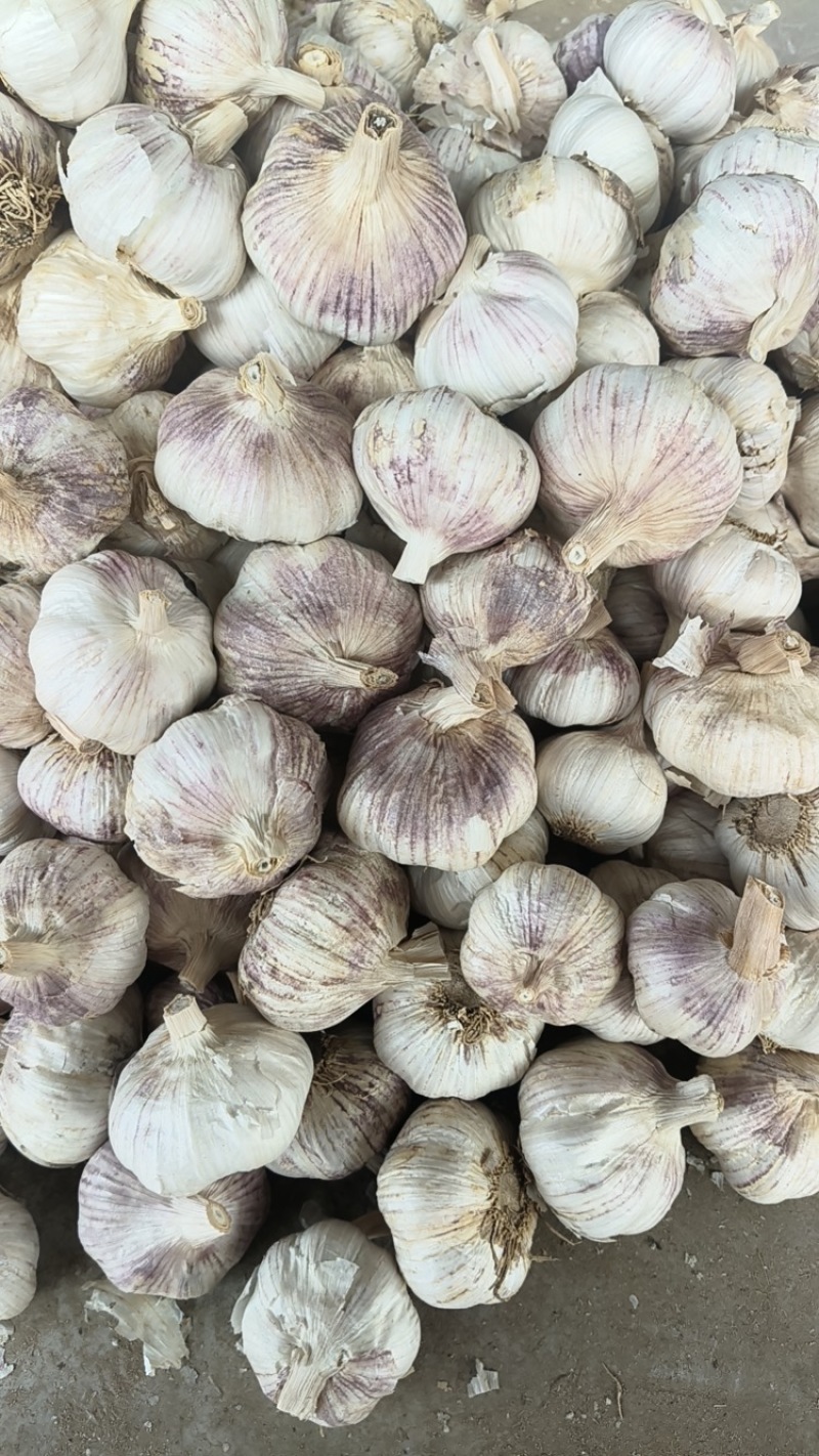河南精品紫皮大蒜，大量上市，货源充足，量大从优，欢迎咨询