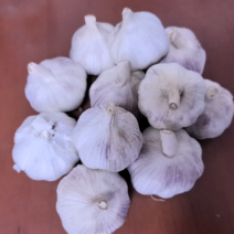 河南精品紫皮大蒜，大量上市，货源充足，量大从优，欢迎咨询