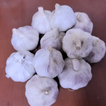 河南精品紫皮大蒜，大量上市，货源充足，量大从优，欢迎咨询