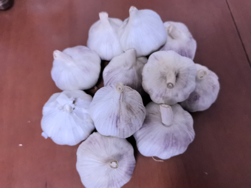 河南精品紫皮大蒜，大量上市，货源充足，量大从优，欢迎咨询