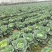 【优选包菜】湖南平包菜-扁包菜产地直发-价格优惠