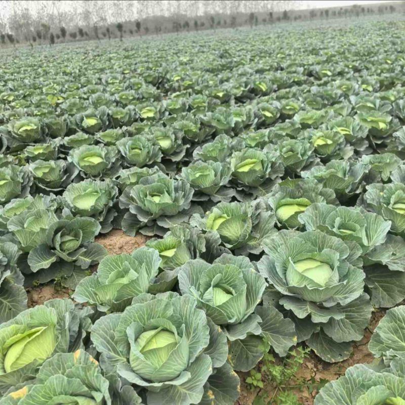 【优选包菜】湖南平包菜-扁包菜产地直发-价格优惠