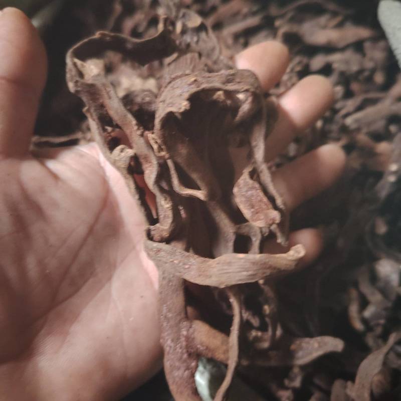 骨碎卜