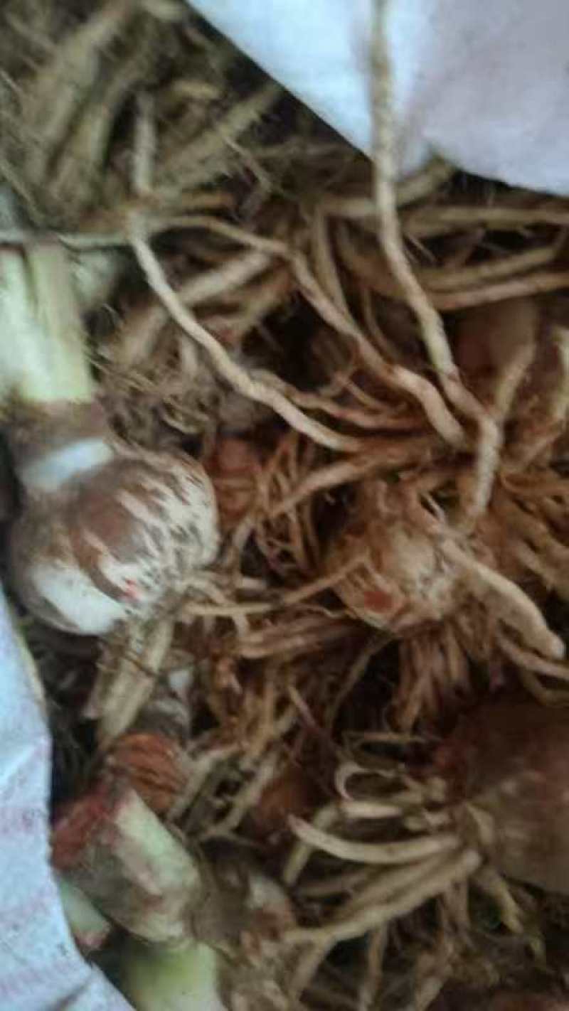 国产朱顶红种球多年生单瓣盆栽花卉室内外阳台庭院植物四季