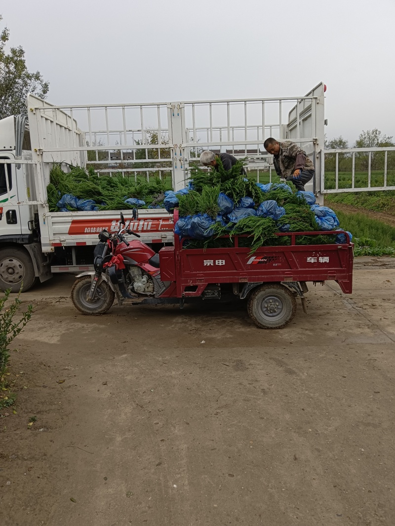 陕西龙柏苗龙柏杯苗产地苗圃直发全国可视频看货