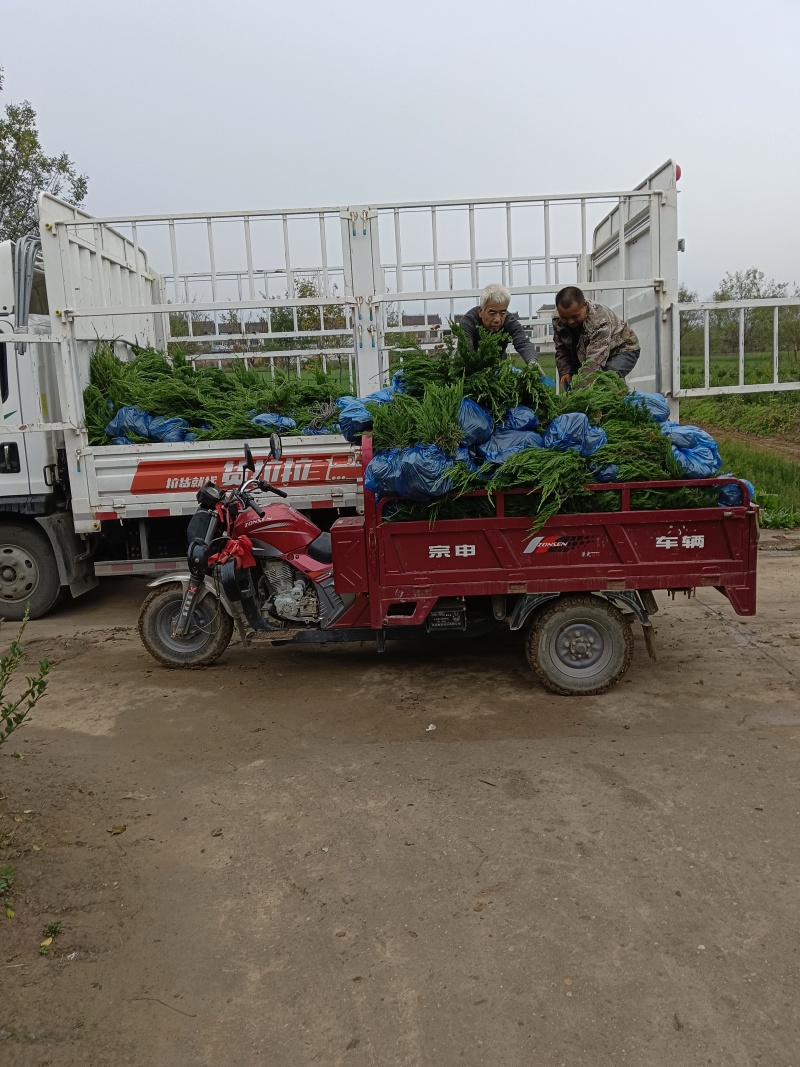 陕西龙柏苗龙柏杯苗产地苗圃直发全国可视频看货