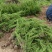 陕西龙柏苗龙柏杯苗产地苗圃直发全国可视频看货