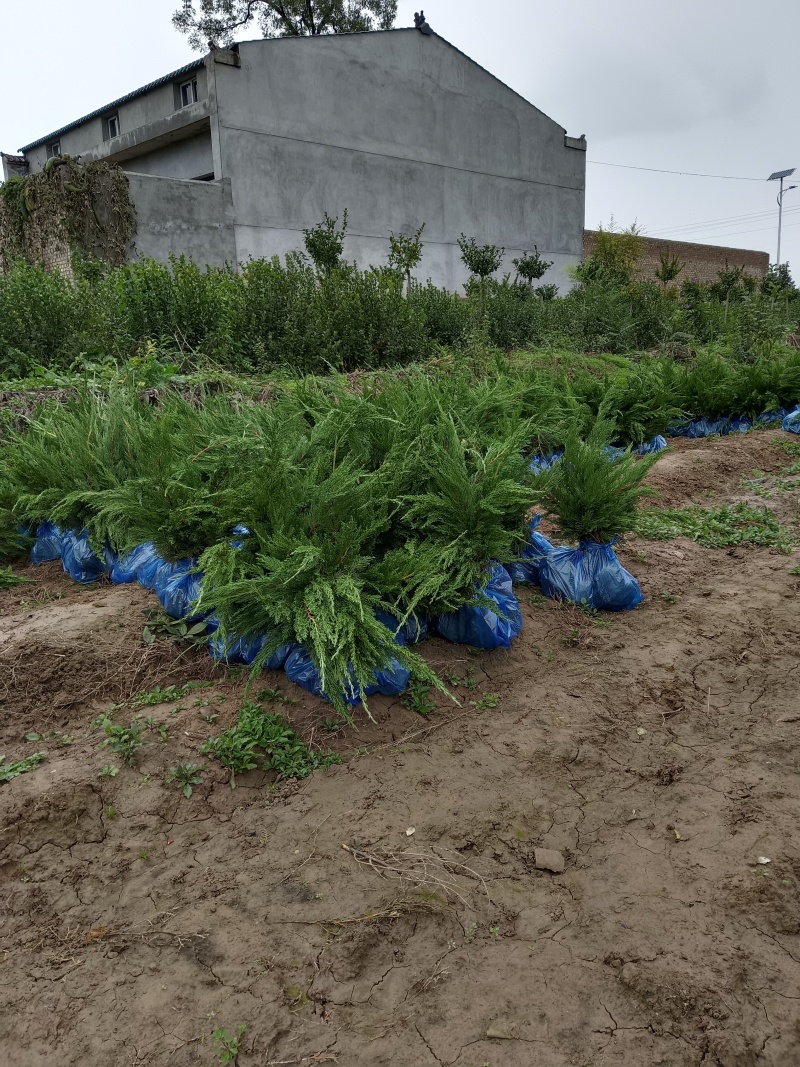 陕西龙柏苗龙柏杯苗产地苗圃直发全国可视频看货