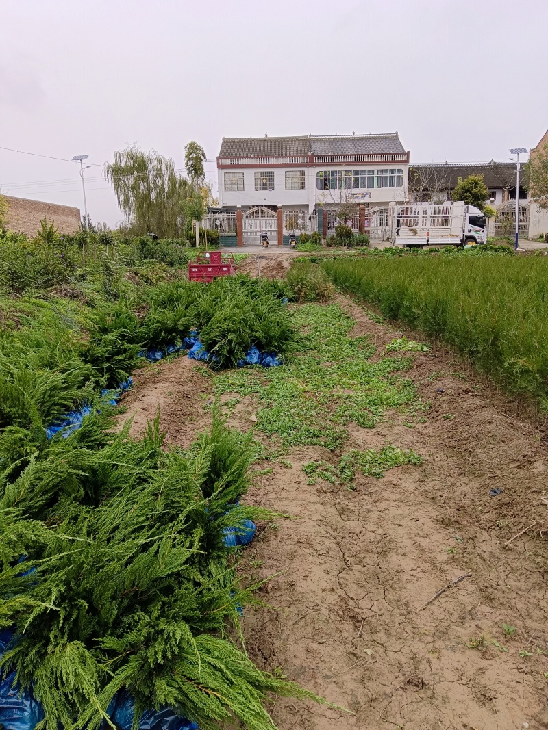 陕西龙柏苗龙柏杯苗产地苗圃直发全国可视频看货