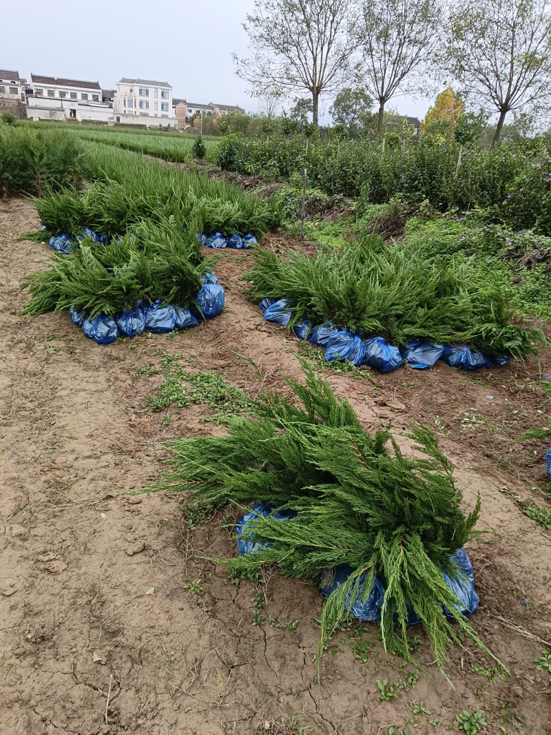 陕西龙柏苗龙柏杯苗产地苗圃直发全国可视频看货