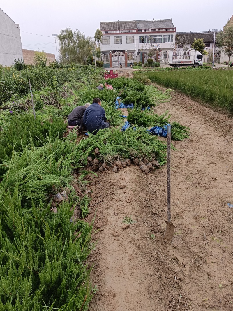 陕西龙柏苗龙柏杯苗产地苗圃直发全国可视频看货