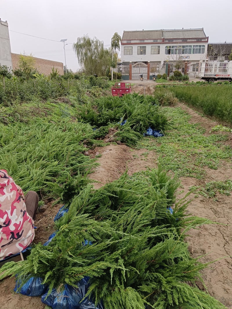 陕西龙柏苗龙柏杯苗产地苗圃直发全国可视频看货