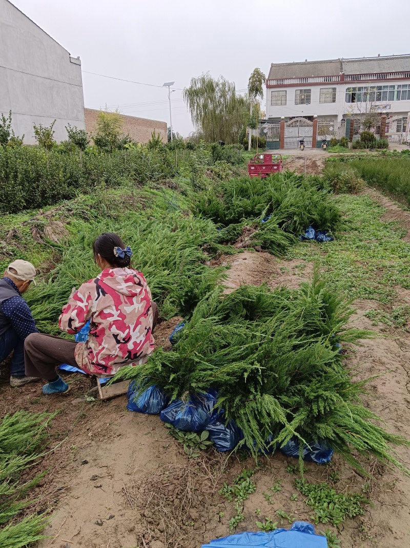 陕西龙柏苗龙柏杯苗产地苗圃直发全国可视频看货