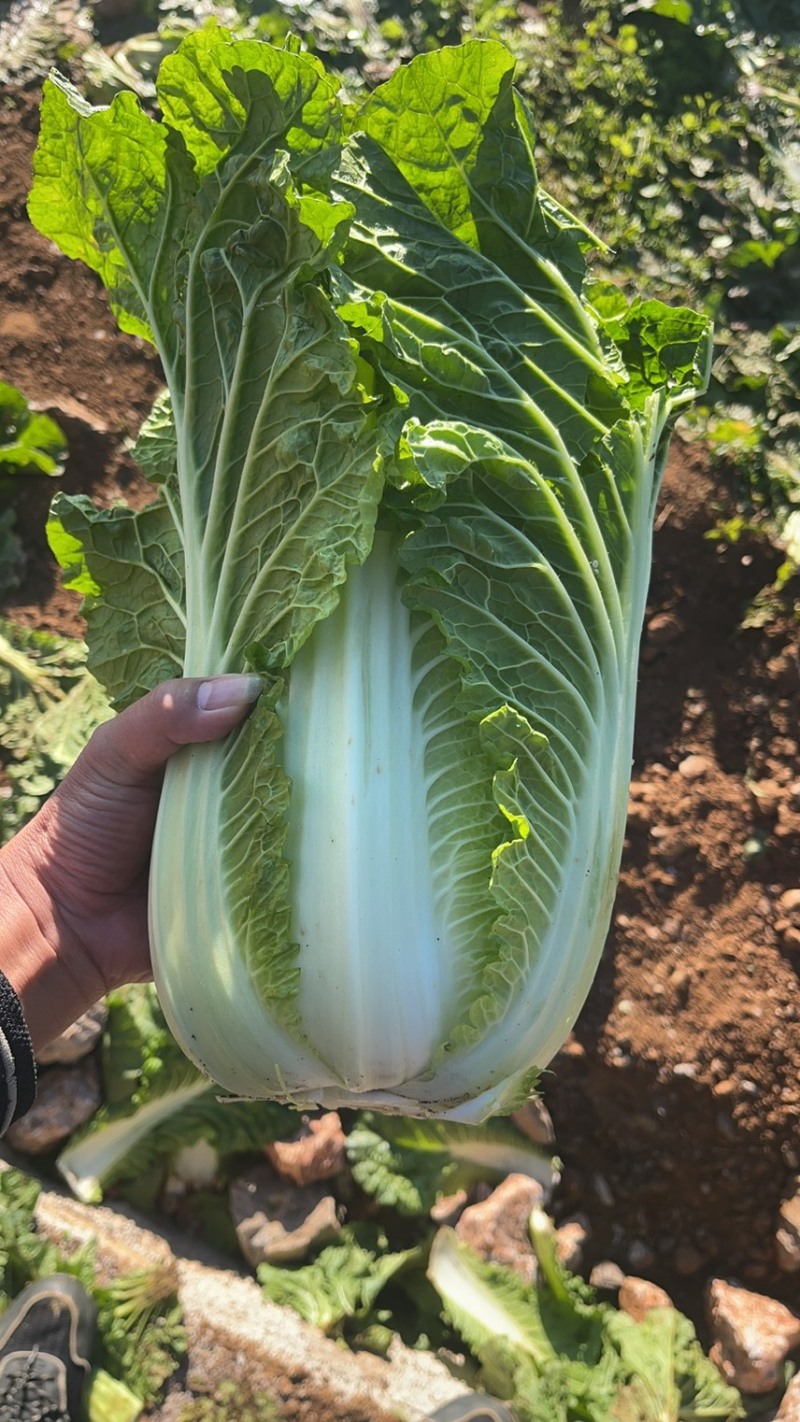 烂市价精品大白菜，云南大白菜，电商，市场随心所欲