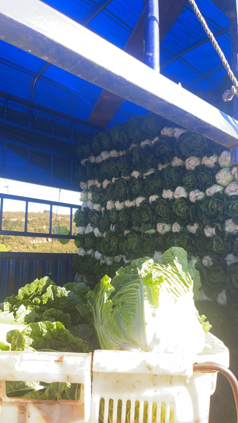 烂市价精品大白菜，云南大白菜，电商，市场随心所欲