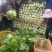 烂市价精品大白菜，云南大白菜，电商，市场随心所欲