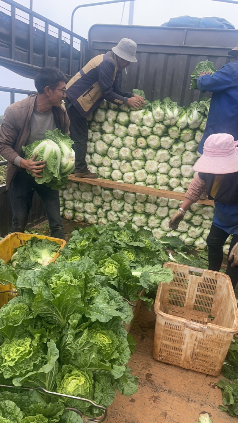 烂市价精品大白菜，云南大白菜，电商，市场随心所欲