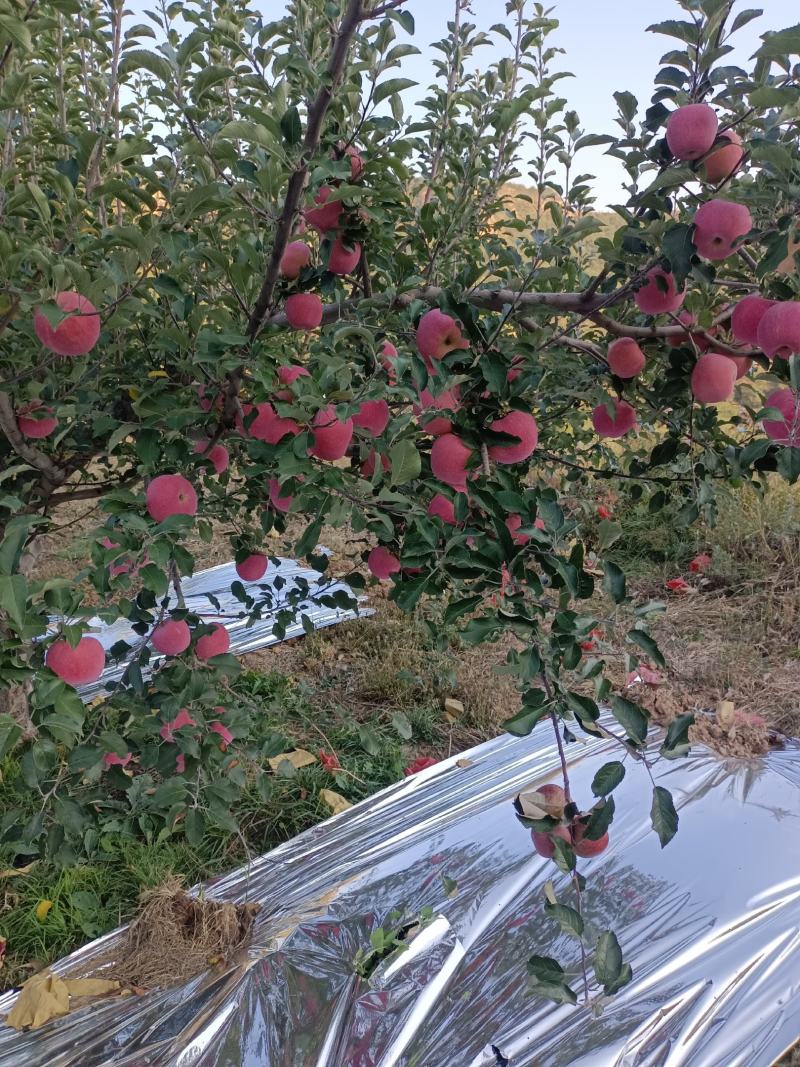吉县红富士苹果脆甜多汁产地直发欢迎联系