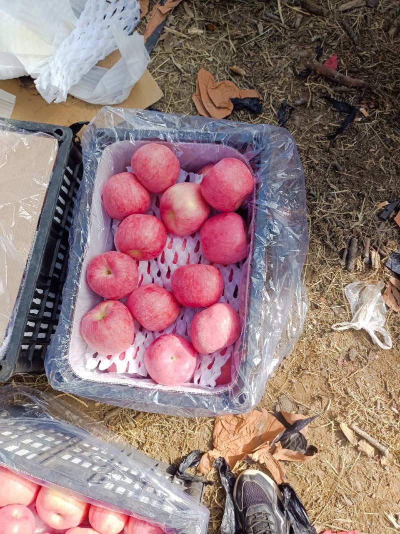 吉县红富士苹果脆甜多汁产地直发欢迎联系