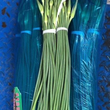 蒜苔河北产区直发保质保量供货欢迎咨询选购