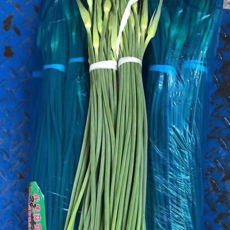 蒜苔河北产区直发保质保量供货欢迎咨询选购