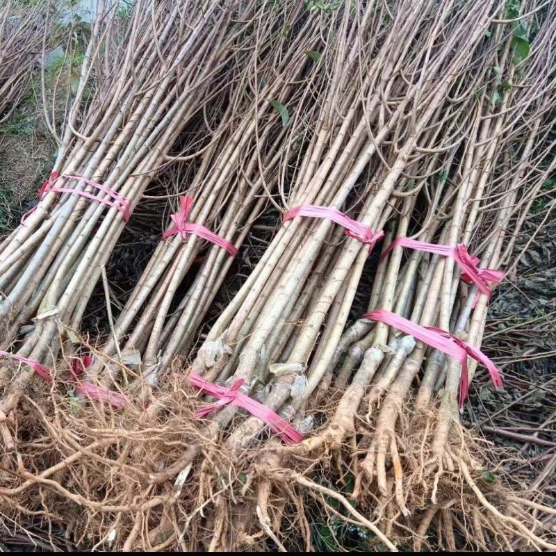 蜂糖李子苗优质嫁接苗免费提供种植技术指导