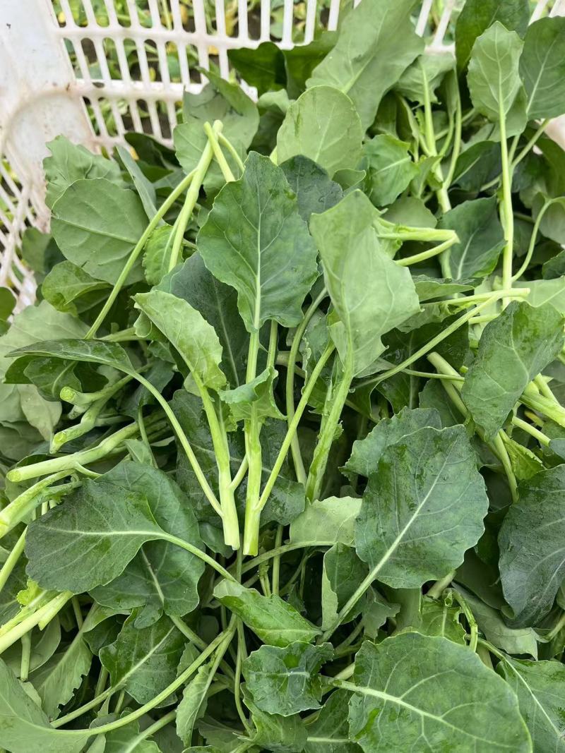 可做精细菜的芥兰苗兰花苗，欢迎订购