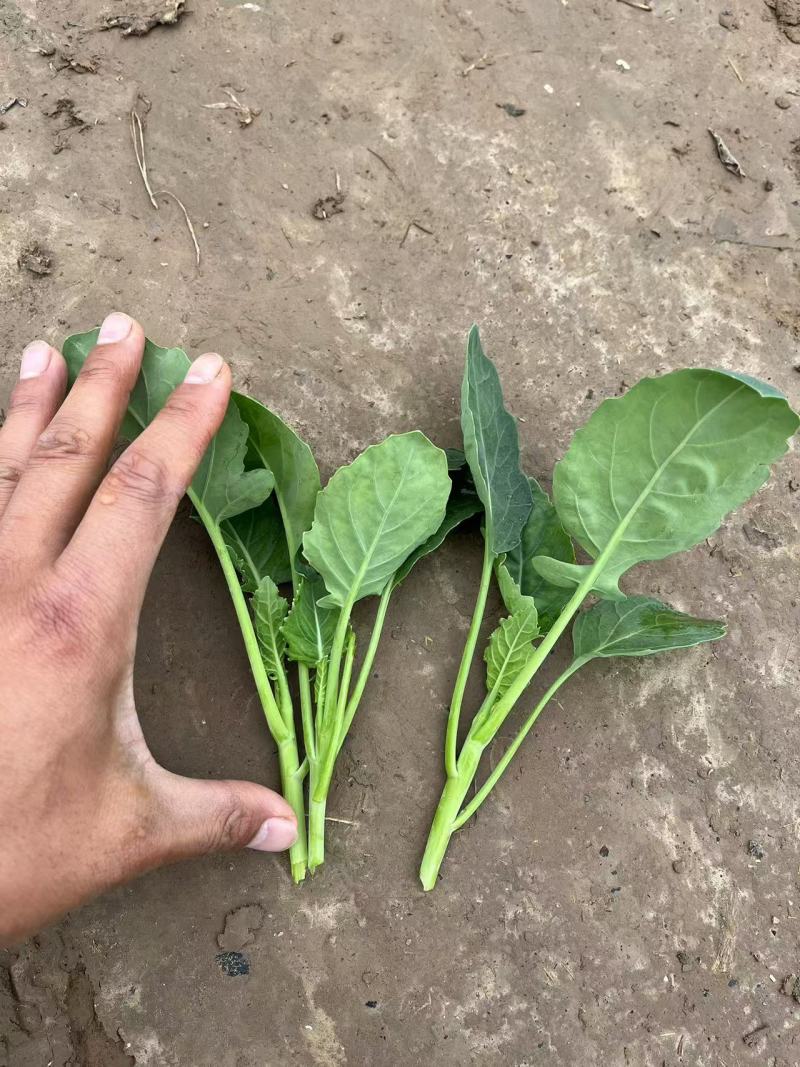 可做精细菜的芥兰苗兰花苗，欢迎订购