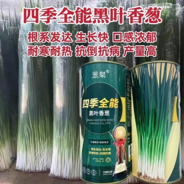 四季全能黑叶香葱种子四季耐寒耐热抗倒小香葱种孑黑绿抗病小