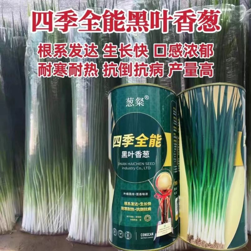 四季全能黑叶香葱种子四季耐寒耐热抗倒小香葱种孑黑绿抗病小