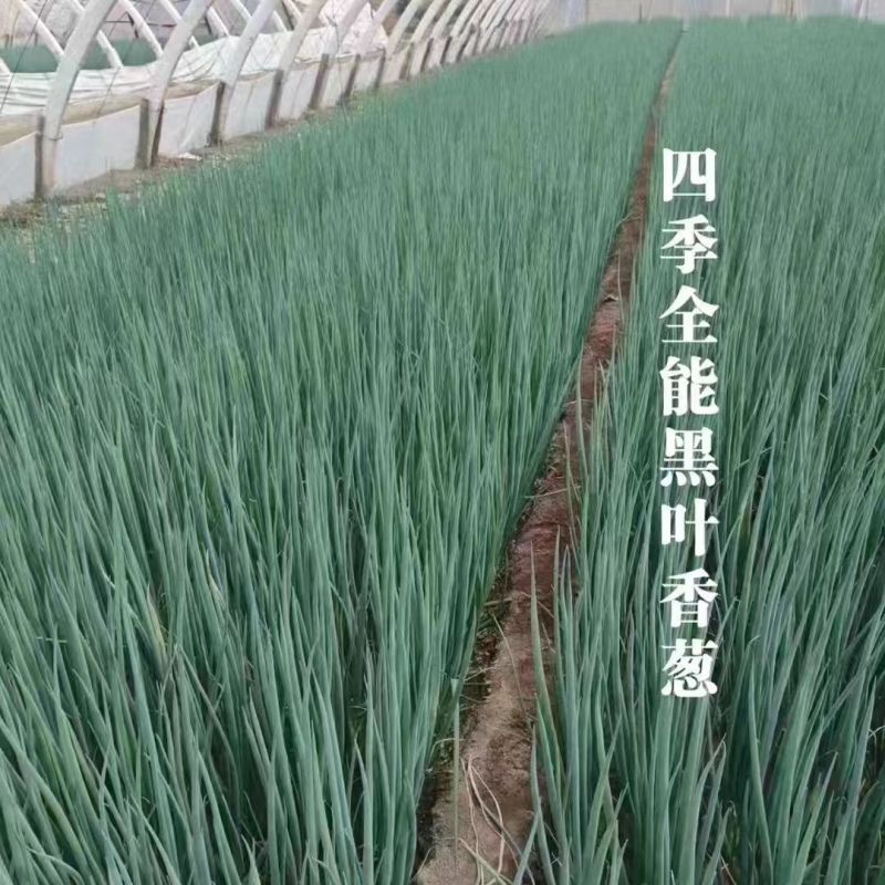 四季全能黑叶香葱种子四季耐寒耐热抗倒小香葱种孑黑绿抗病小