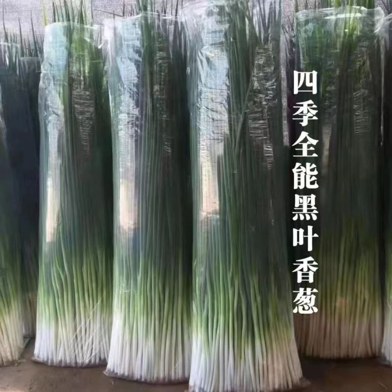 四季全能黑叶香葱种子四季耐寒耐热抗倒小香葱种孑黑绿抗病小