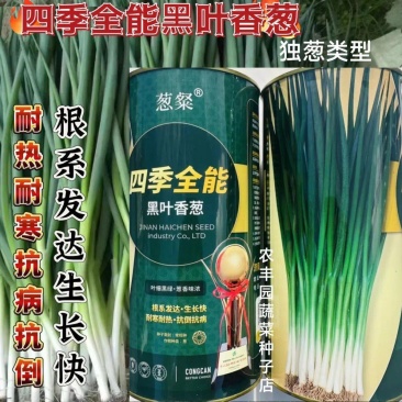 四季全能黑叶香葱种子四季耐寒耐热抗倒小香葱种孑黑绿抗病小