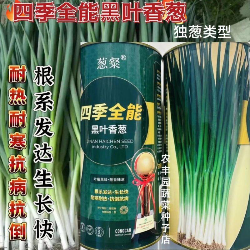 四季全能黑叶香葱种子四季耐寒耐热抗倒小香葱种孑黑绿抗病小