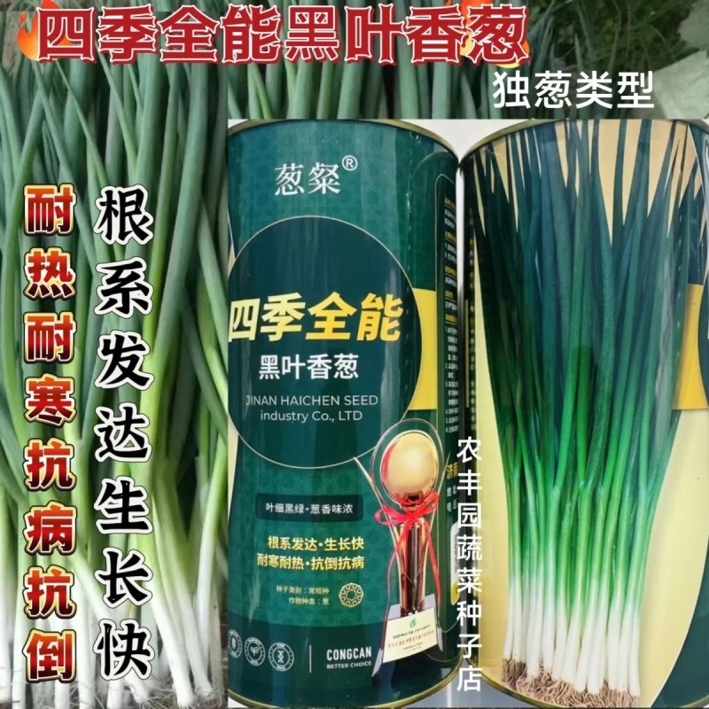 四季全能黑叶香葱种子四季耐寒耐热抗倒小香葱种孑黑绿抗病小