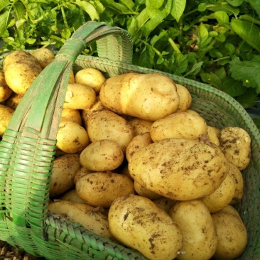 湖北当阳土豆大量供应通货3两以上无虫眼无青头量大优惠