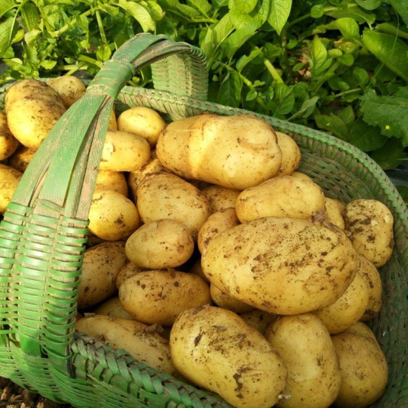 湖北当阳土豆大量供应通货3两以上无虫眼无青头量大优惠