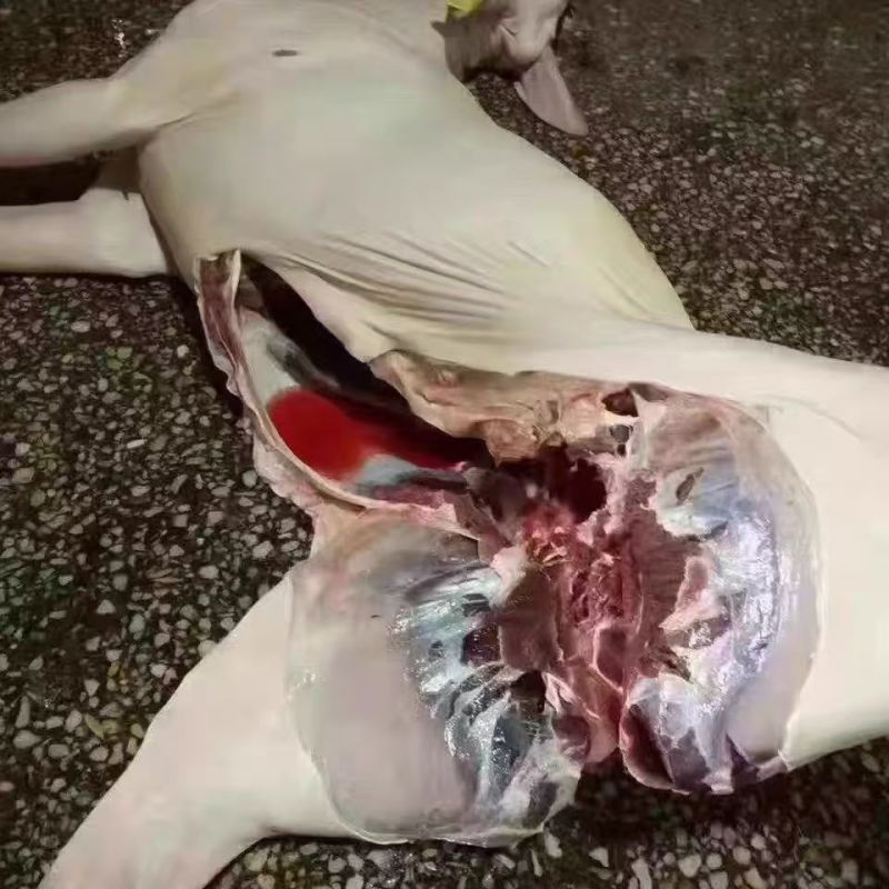 鹿白条，活鹿现杀一手货源，保质保量，质量保证，发全国