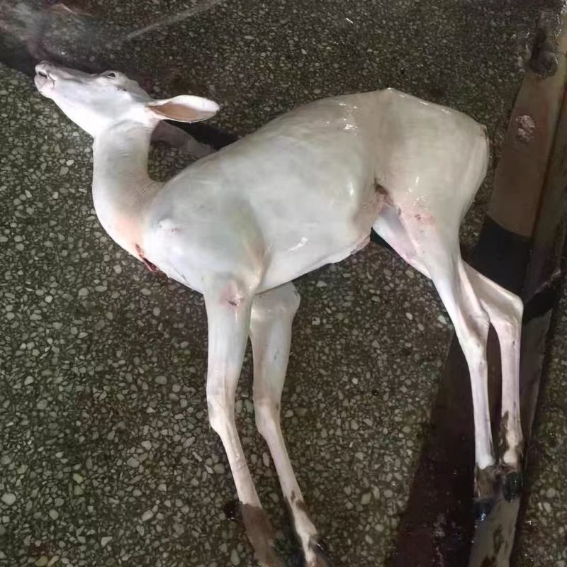 鹿白条，活鹿现杀一手货源，保质保量，质量保证，发全国