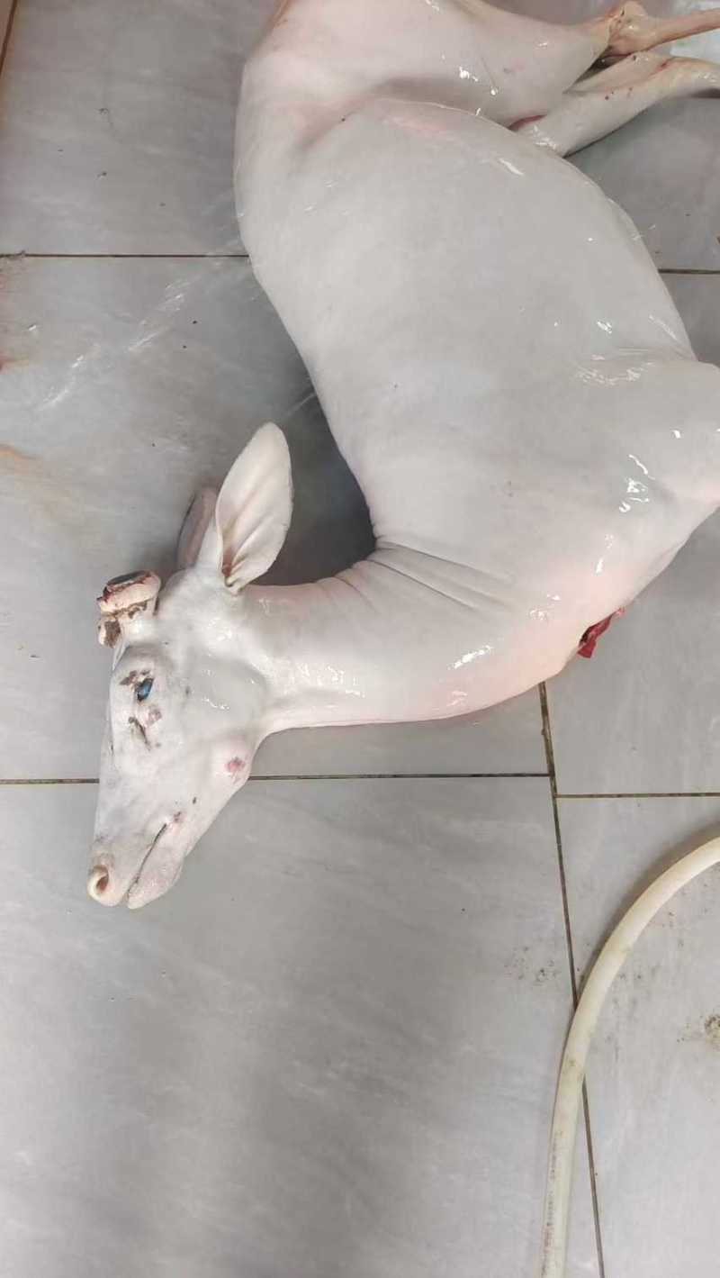 鹿白条，活鹿现杀一手货源，保质保量，质量保证，发全国