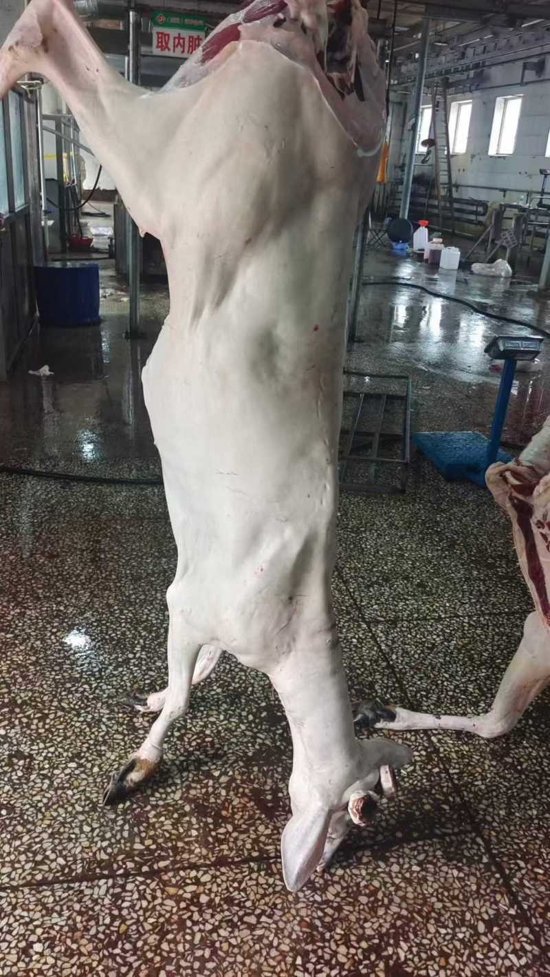 鹿白条，活鹿现杀一手货源，保质保量，质量保证，发全国