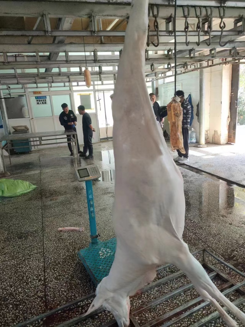 鹿白条，活鹿现杀一手货源，保质保量，质量保证，发全国