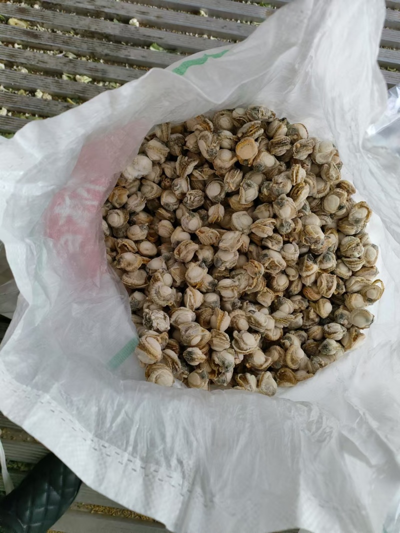 精品扇贝肉，规格齐全，货物新鲜。质量保证，价格优惠。