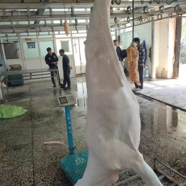 鹿白条，活鹿现杀一手货源，保质保量，质量保证，发全国