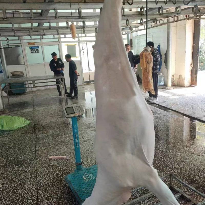鹿白条，活鹿现杀一手货源，保质保量，质量保证，发全国